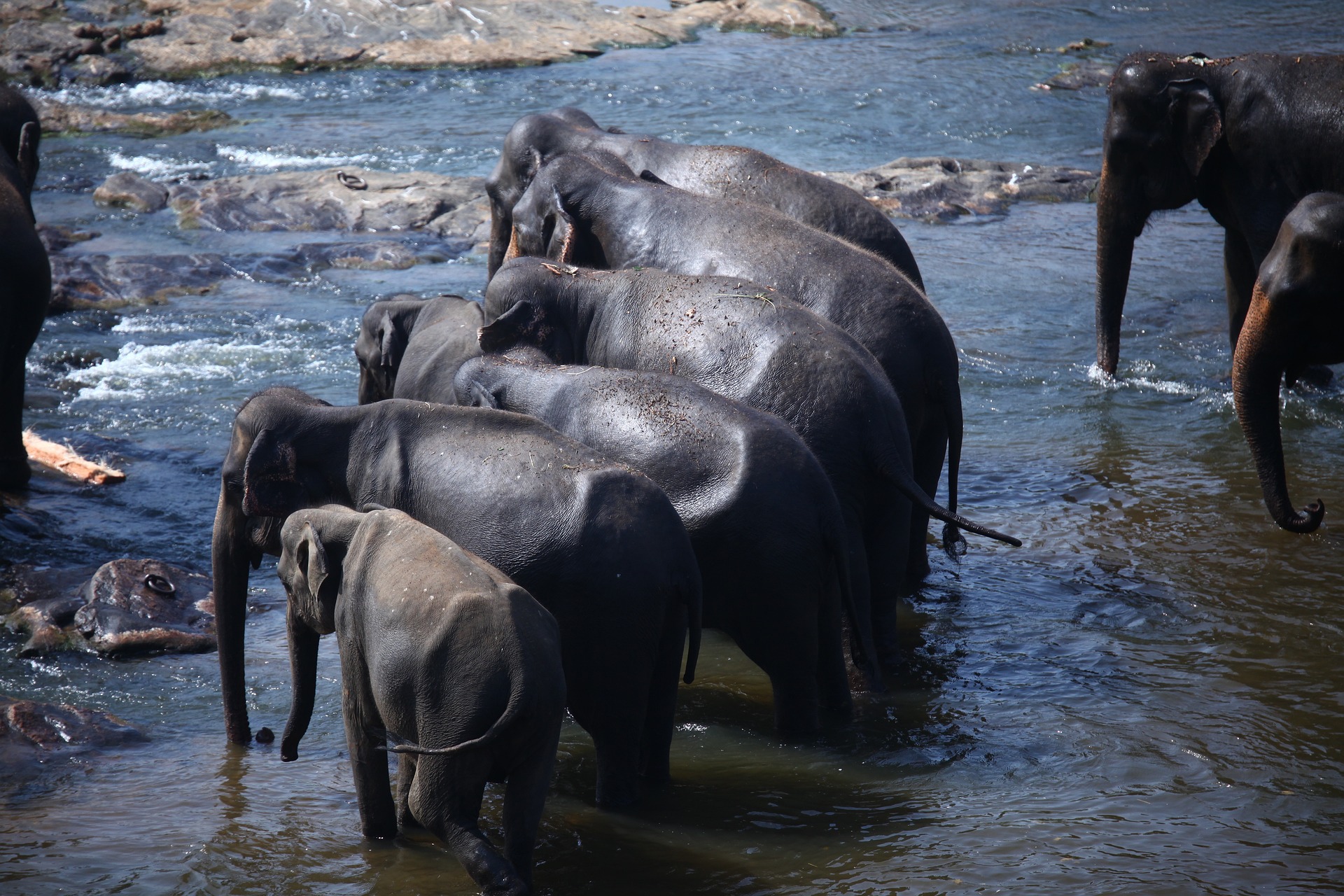 travel_Tour_Pakages_Slider/elephants-6498609_1920_tGmq8Dz.jpg